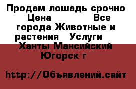 Продам лошадь срочно › Цена ­ 30 000 - Все города Животные и растения » Услуги   . Ханты-Мансийский,Югорск г.